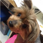 (ヨークシャテリア)