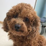 (トイプードル)